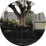 Recogida aceitunas y almendras