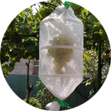 Bolsas uva Ecológica