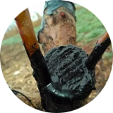 Masilla cicatrizante Mastic